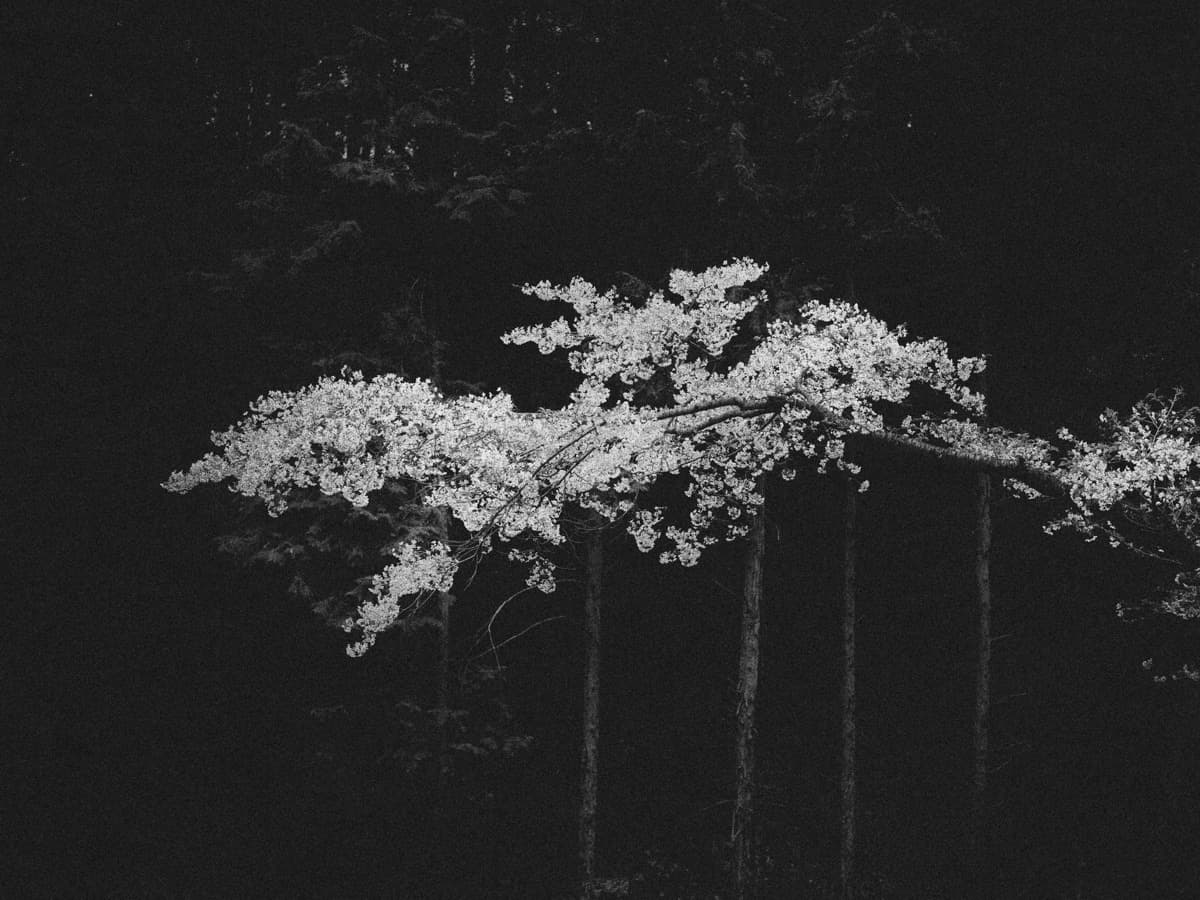 Why I photograph what I can't remember